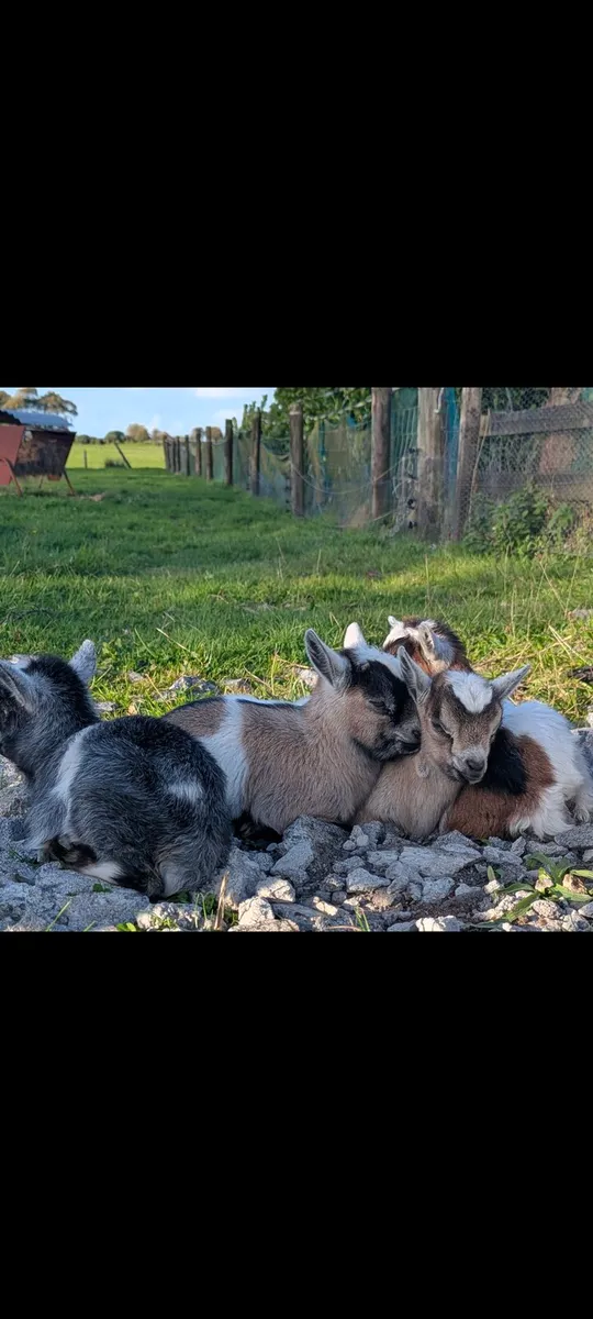 Pygmy Goats - Image 2