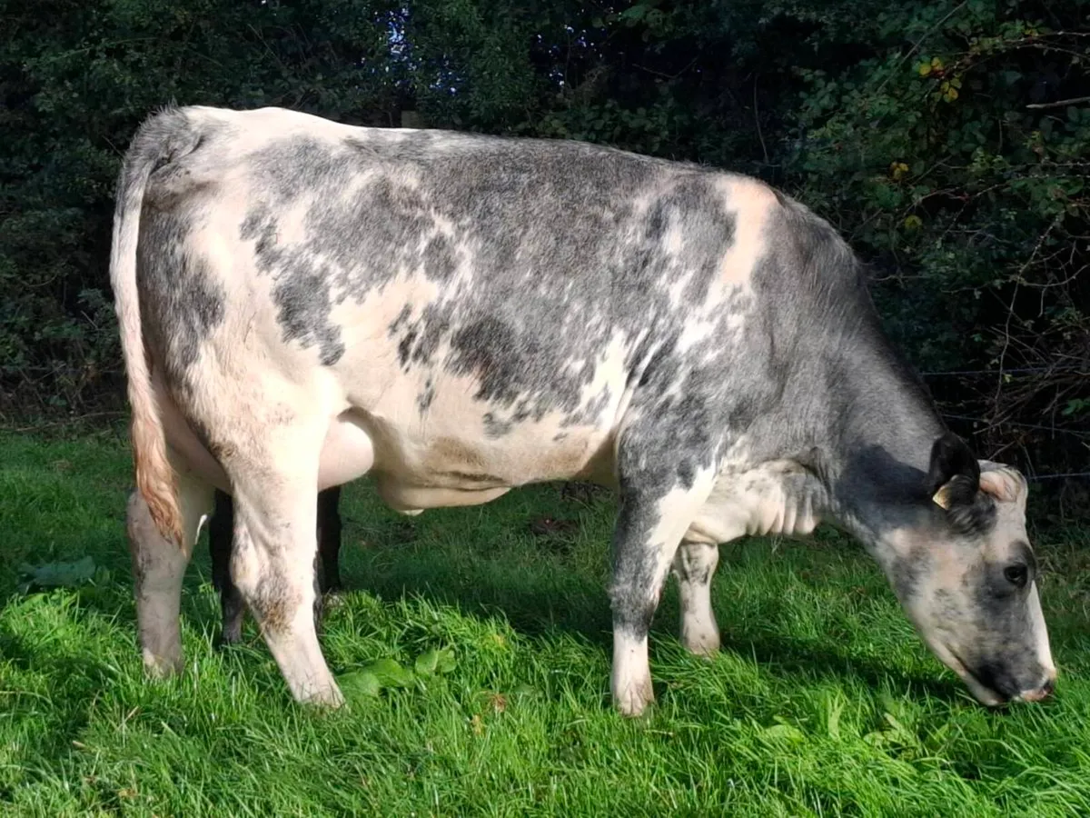 Bbx first calver  freshly calved bull calf - Image 3