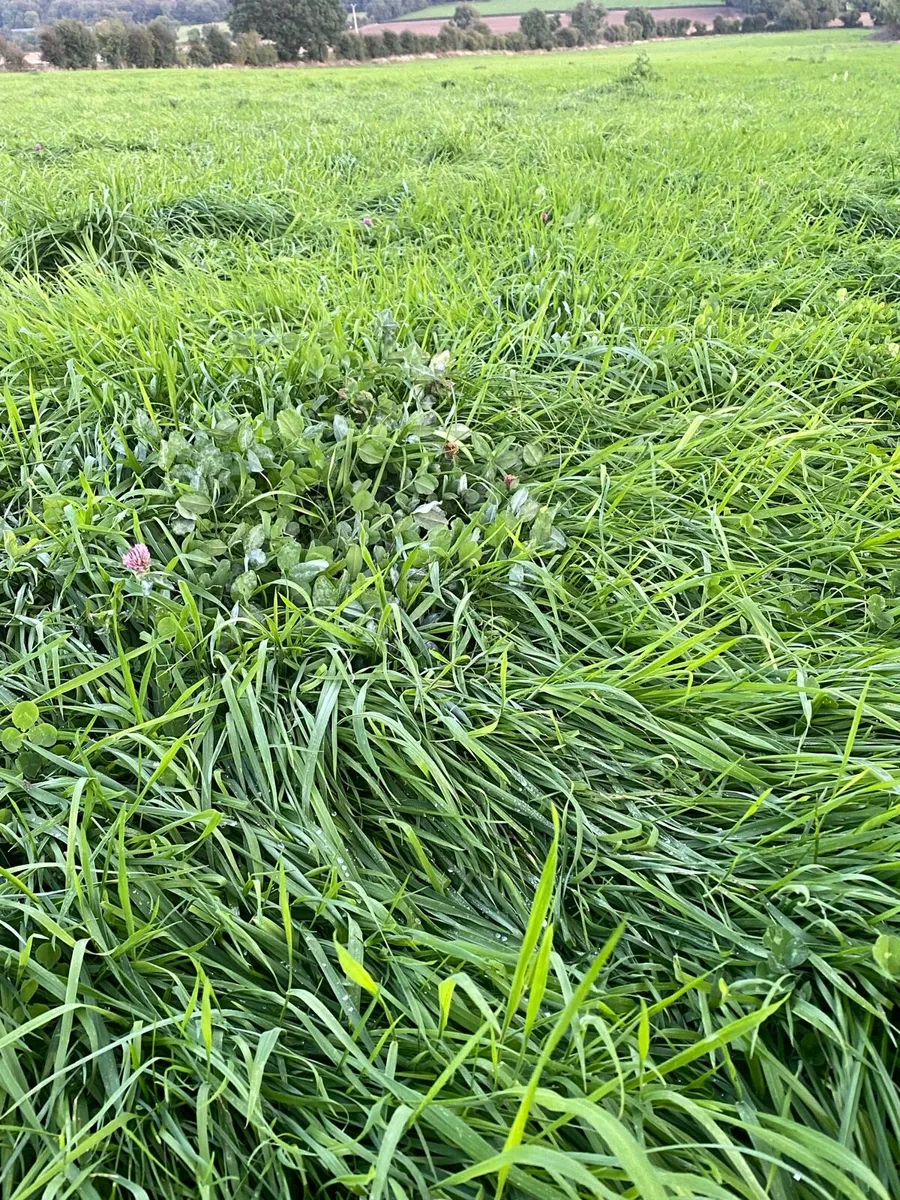 *****2ND CUT SILAGE****(13acres) - Image 1