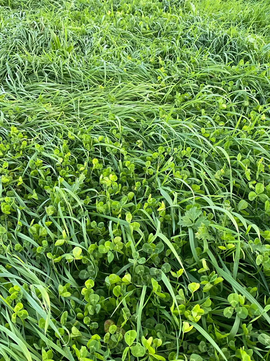 *****2ND CUT SILAGE****(13acres) - Image 2