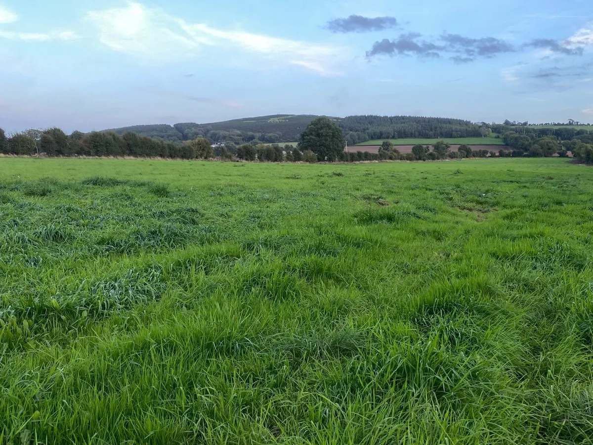 *****2ND CUT SILAGE****(13acres) - Image 3