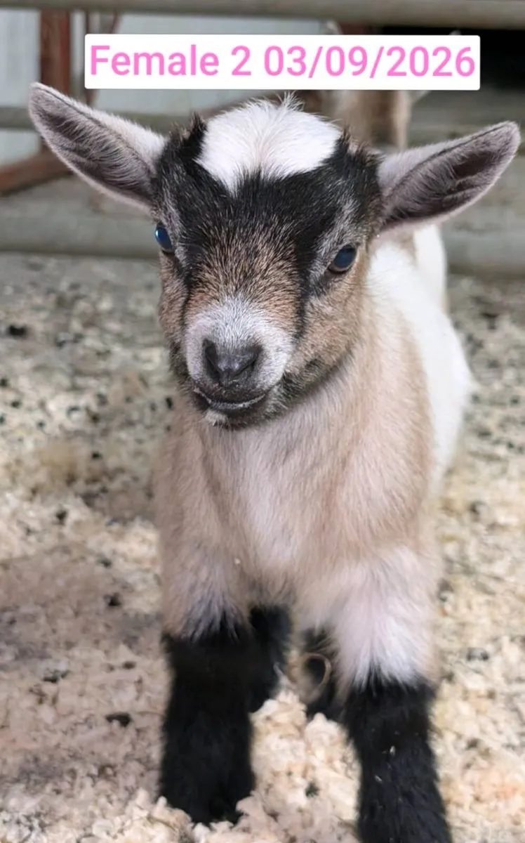 Pygmy Goats - Image 3