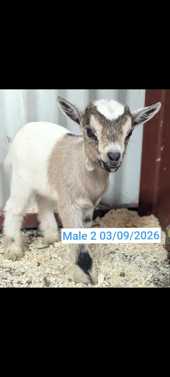Pygmy Goats - Image 1