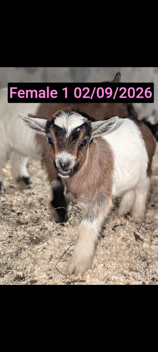 Pygmy Goats - Image 4
