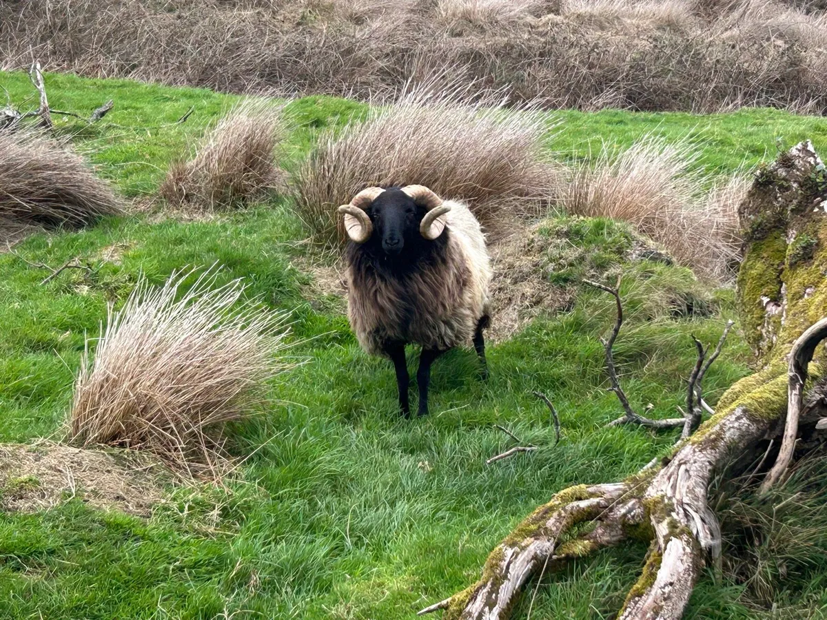 Rams - Image 3