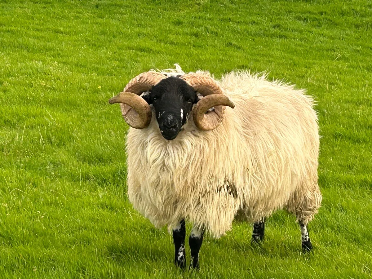 Rams - Image 4