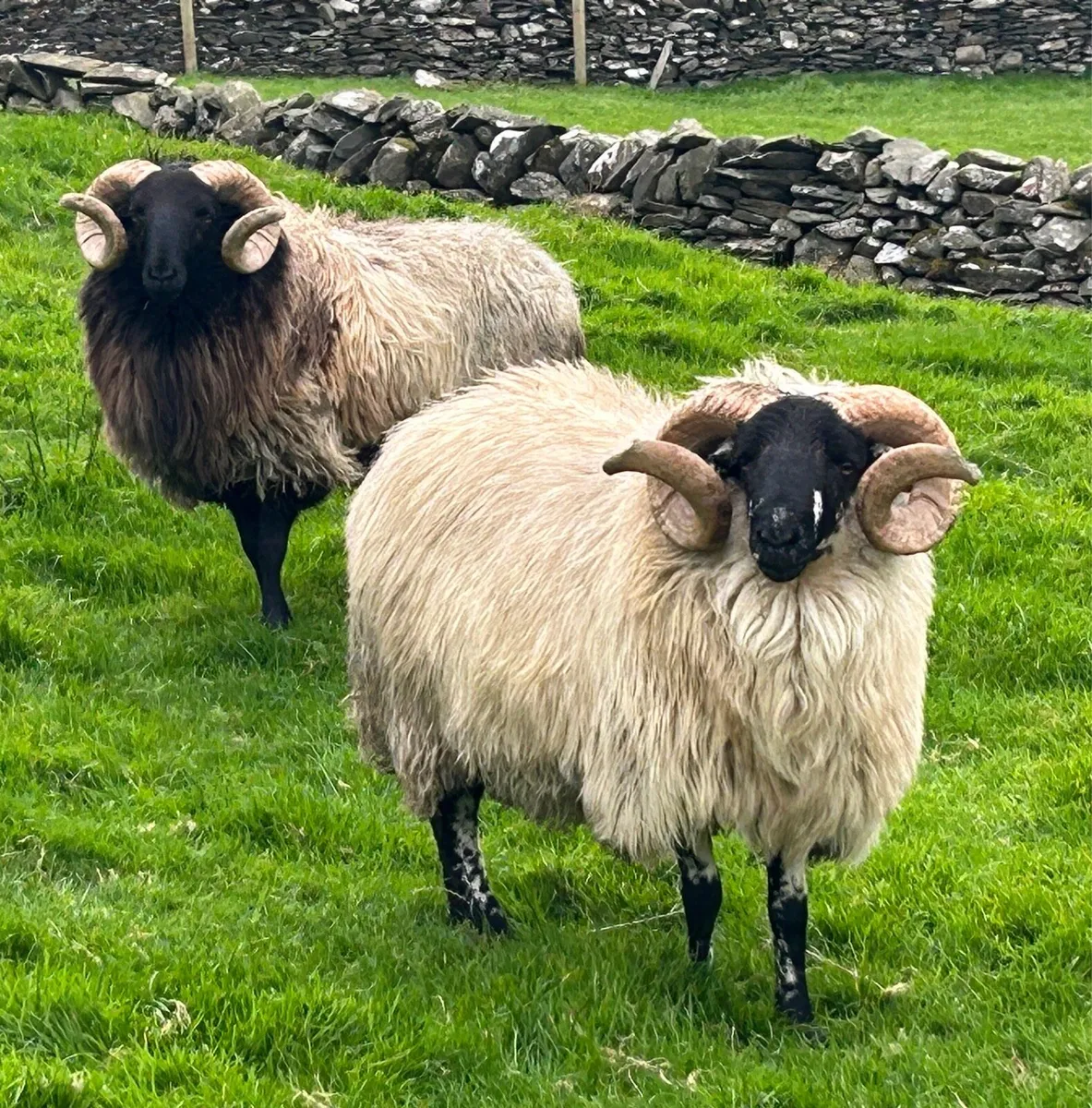 Rams - Image 1