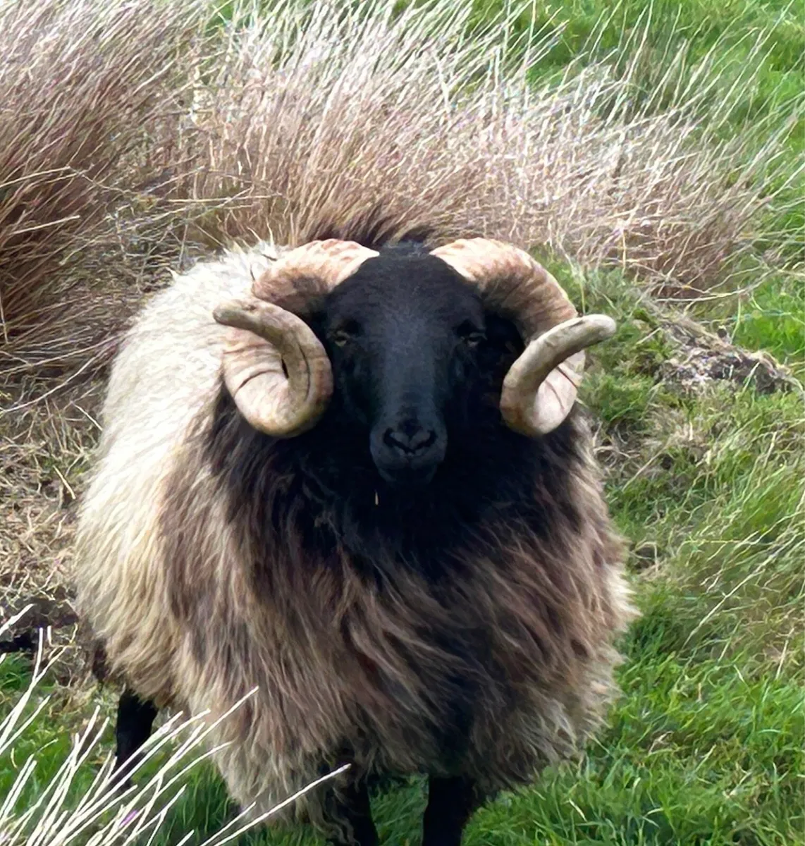 Rams - Image 2