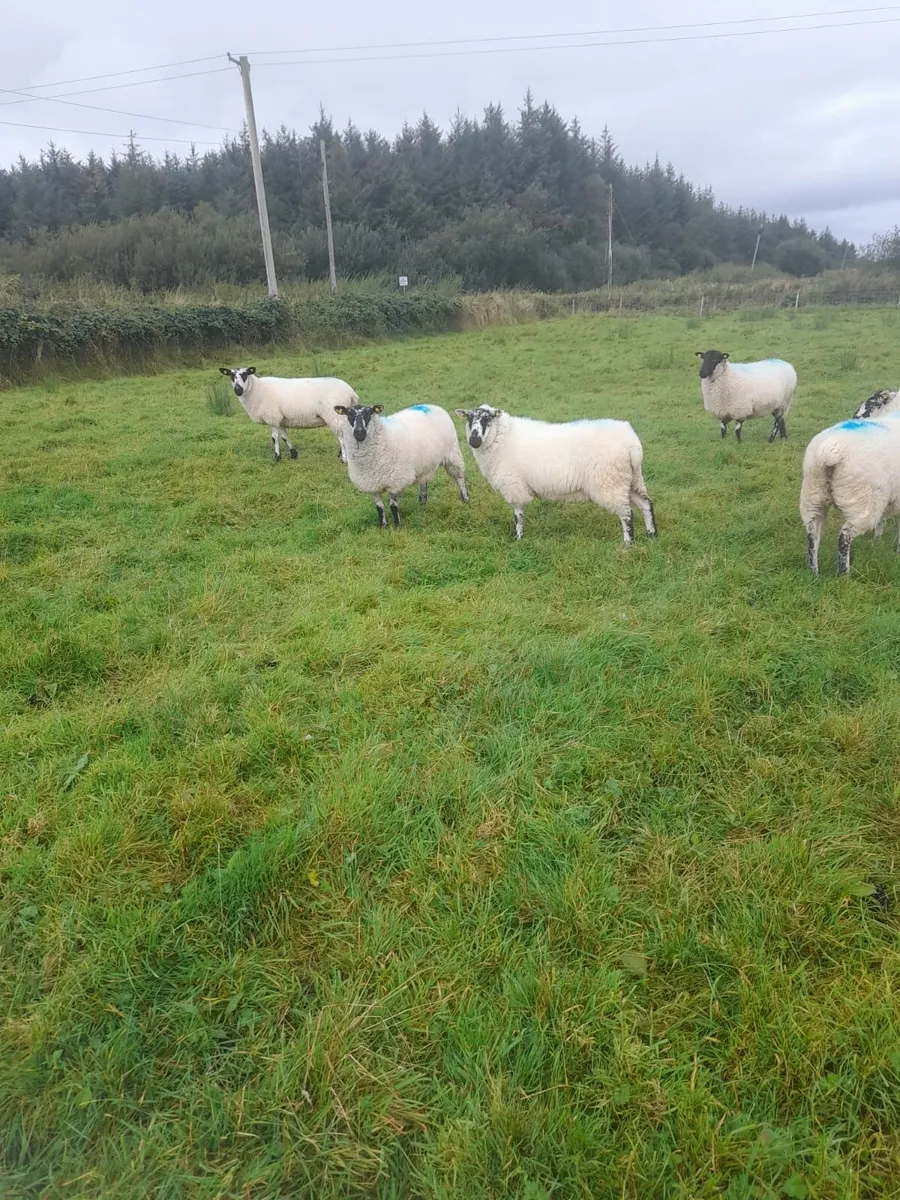 Hiltex Hoggets for sale - Image 2