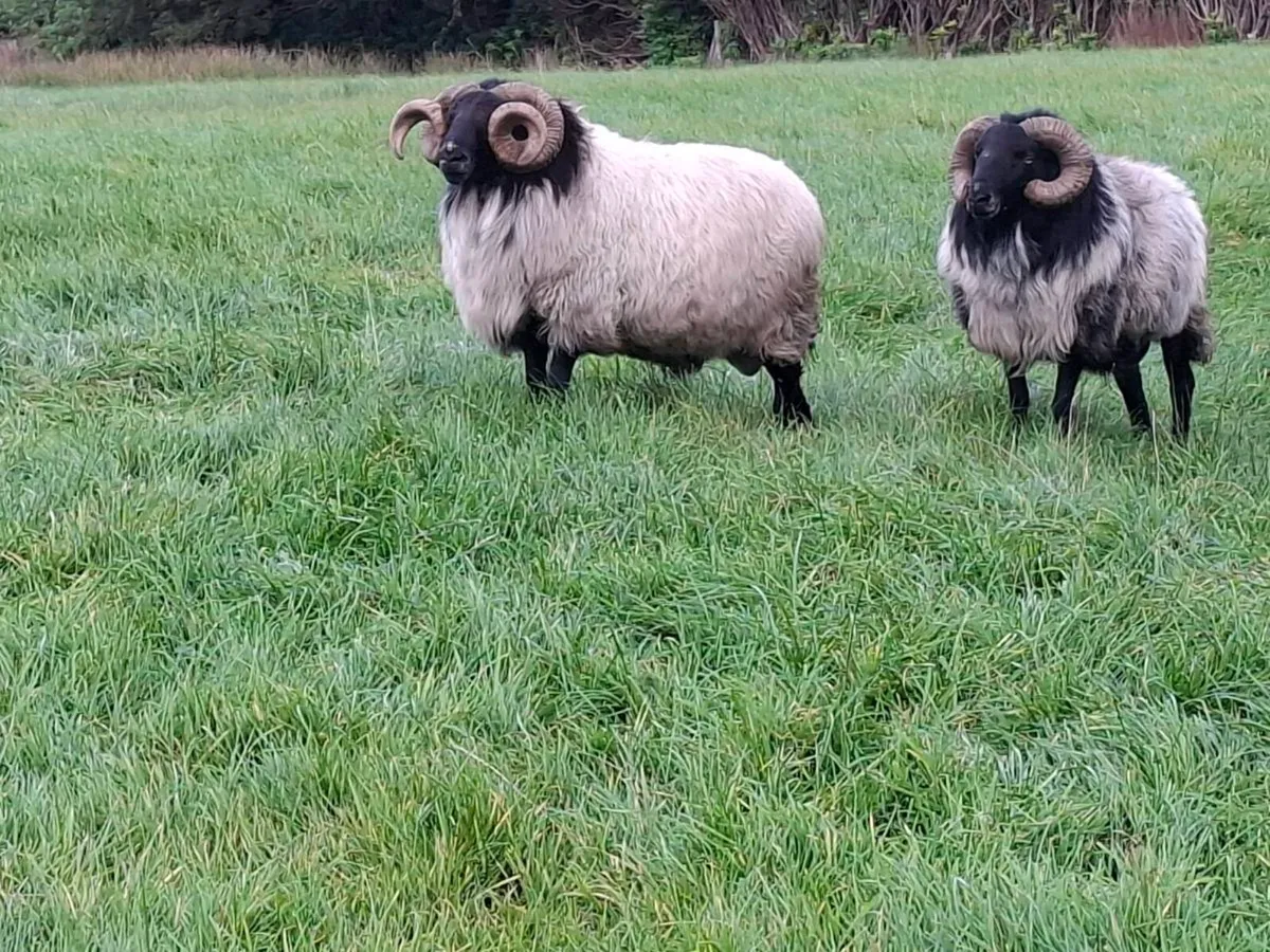 Blackface mountain rams - Image 2