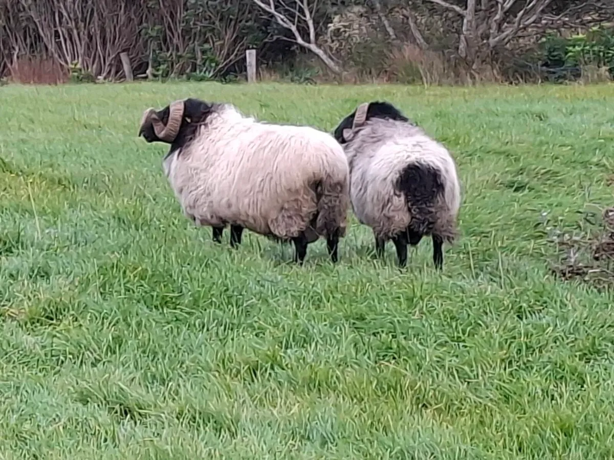 Blackface mountain rams - Image 3