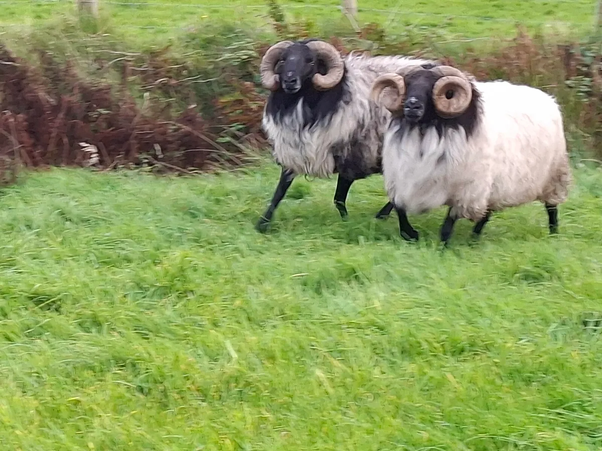 Blackface mountain rams - Image 4