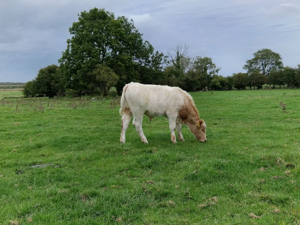 5 Charolais Bull Weanlings - Image 2