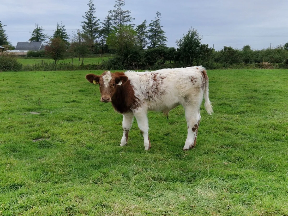 5 Charolais Bull Weanlings - Image 3
