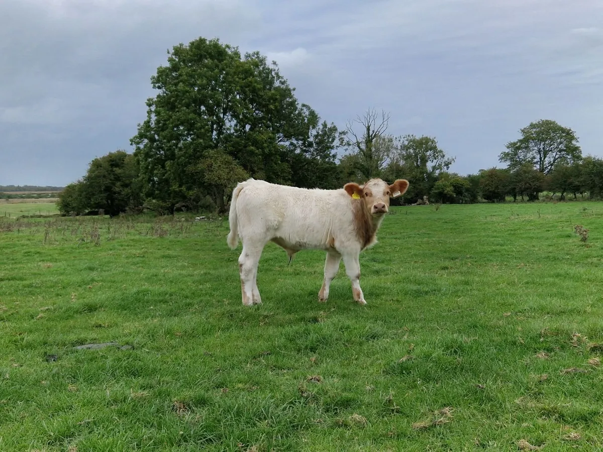 5 Charolais Bull Weanlings - Image 4