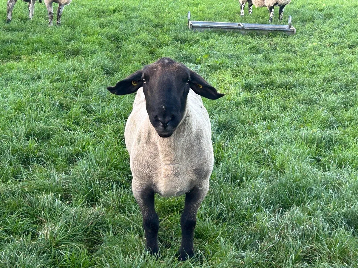 Suffolk ram - Image 1