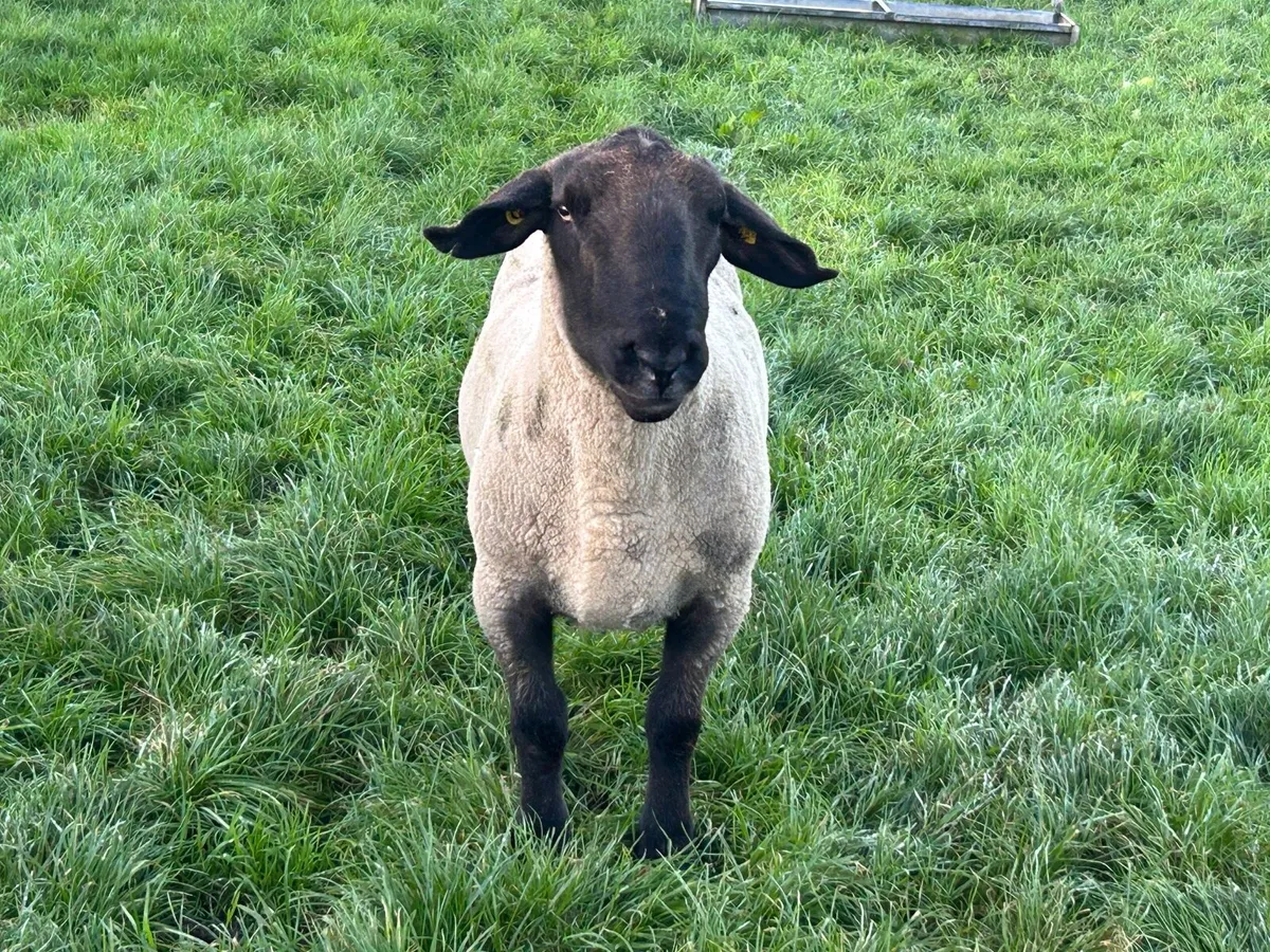 Suffolk ram - Image 2