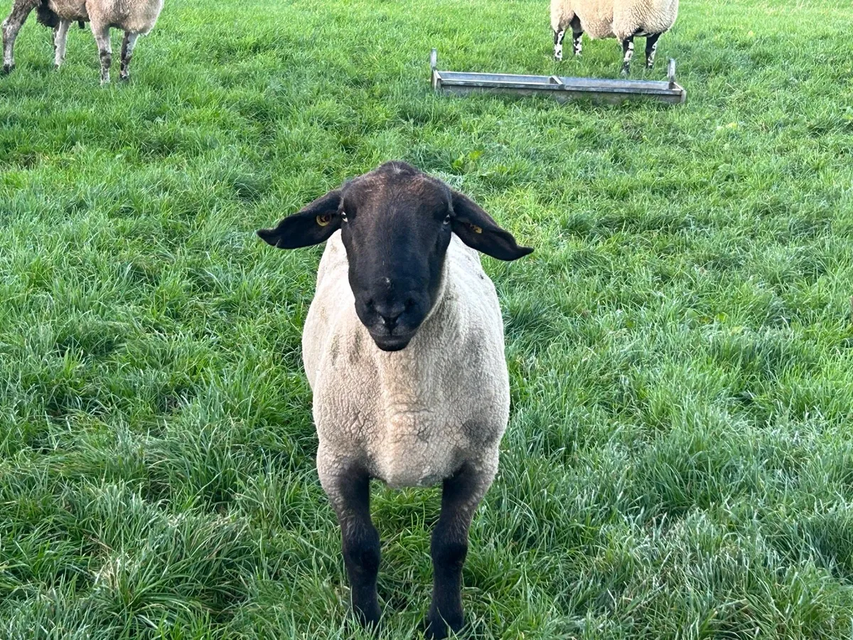 Suffolk ram - Image 3