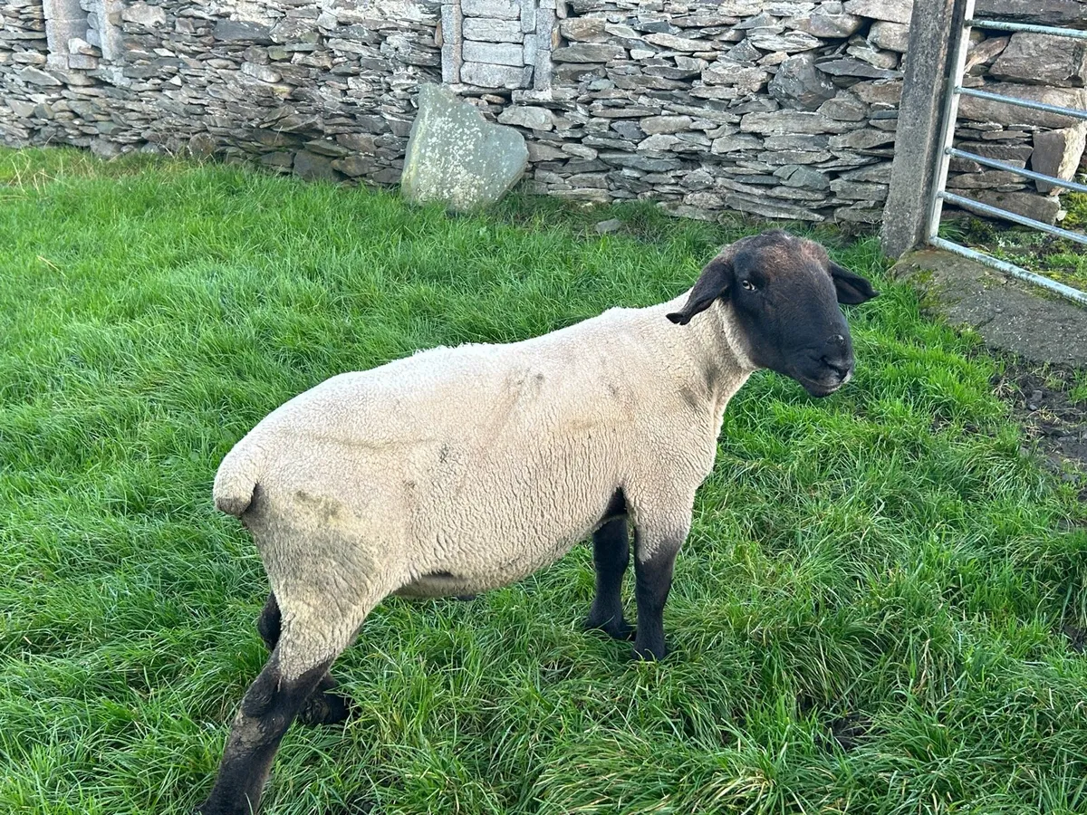 Suffolk ram - Image 4