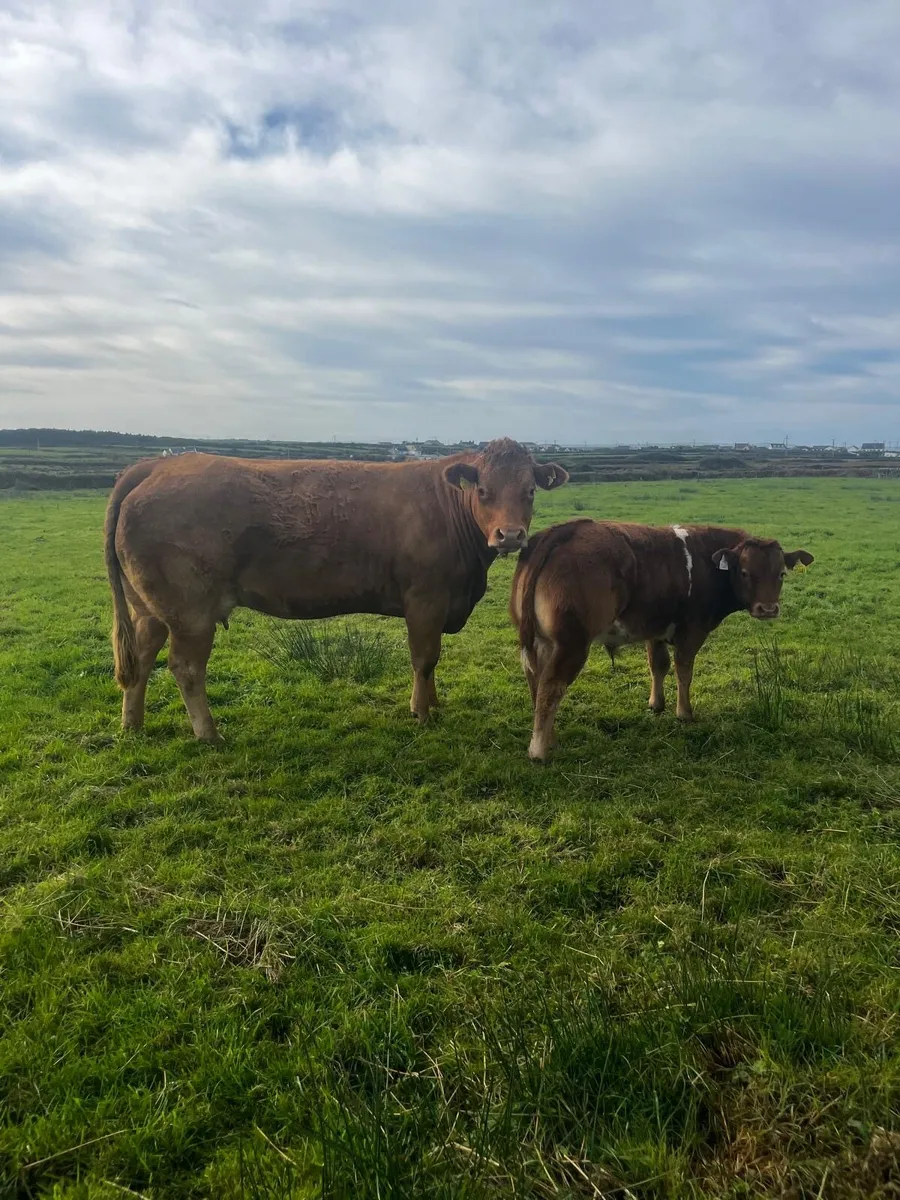 2 super teams for Ennis Mart - Image 1