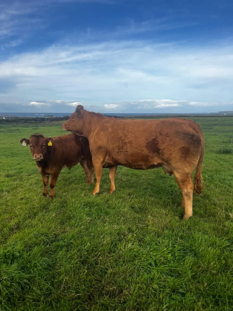 2 super teams for Ennis Mart - Image 2