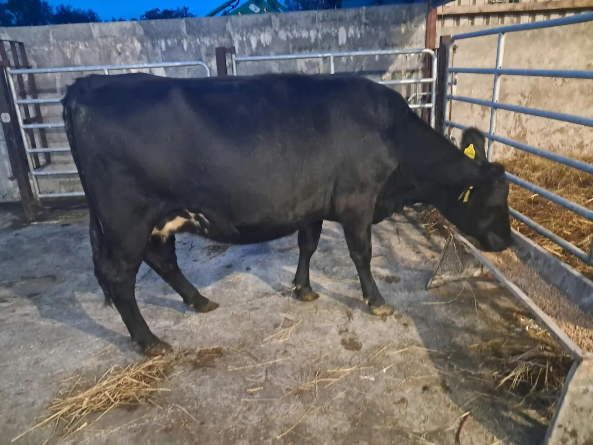 Limousin springer - Image 1