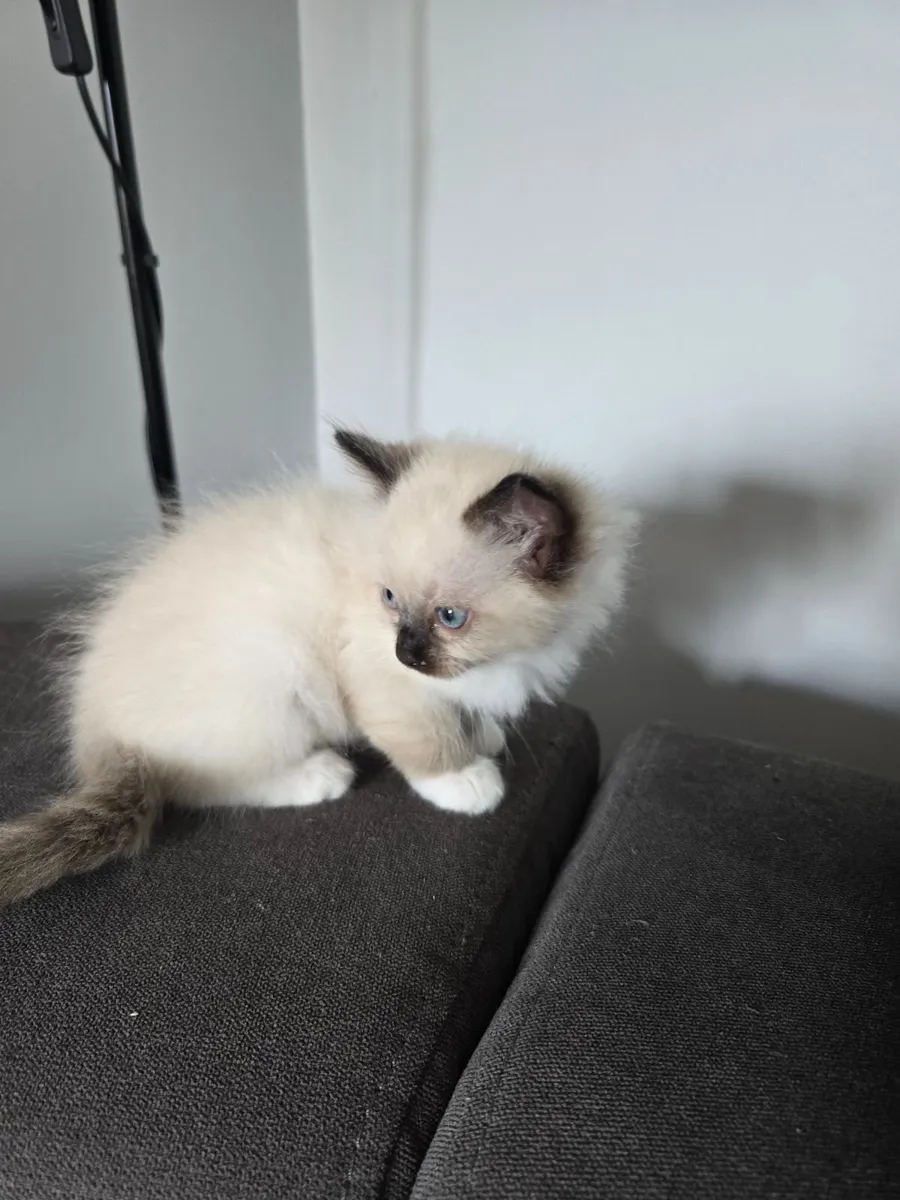 purebred ragdoll kittens - Image 3