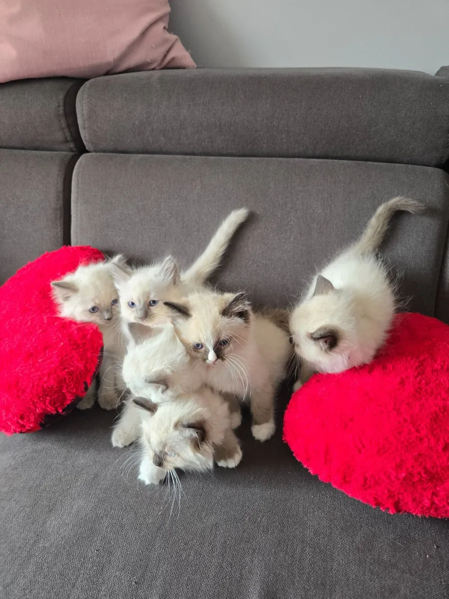 purebred ragdoll kittens - Image 1