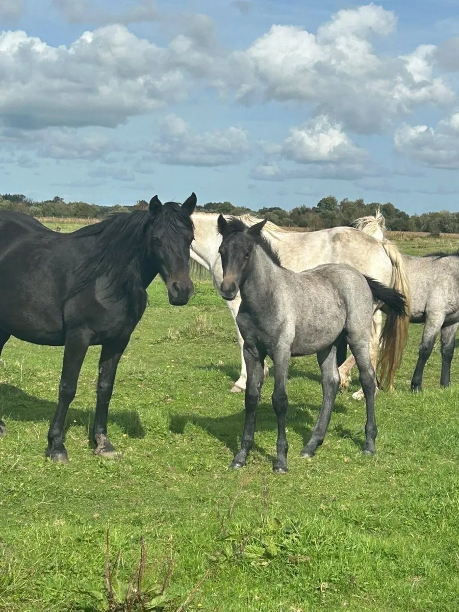 Horses - Image 1