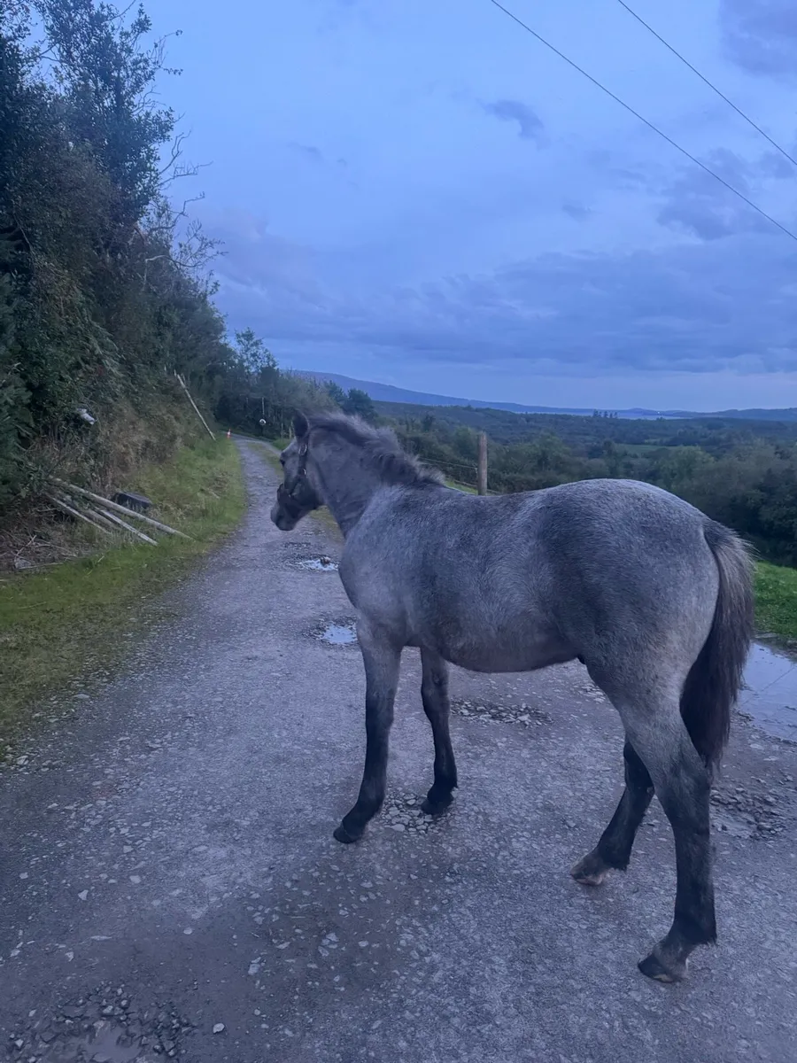 Beautiful Connemara Colt Foal - Image 1