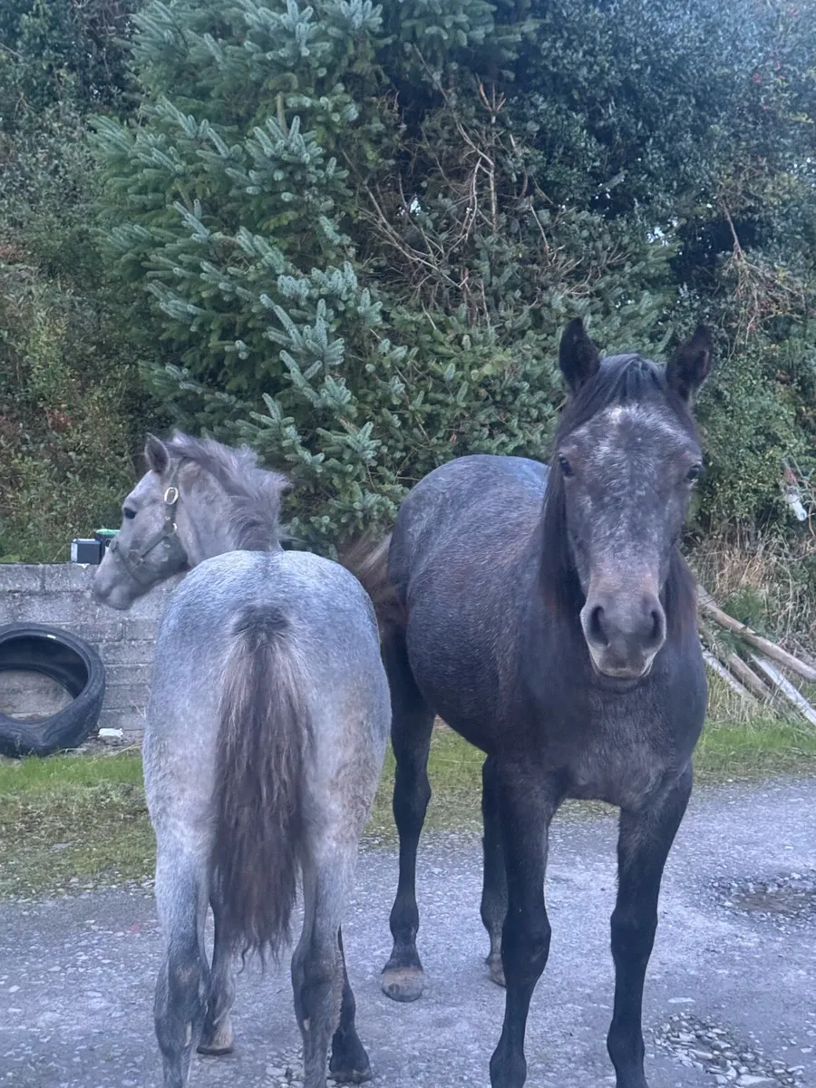 Beautiful Connemara Colt Foal - Image 2