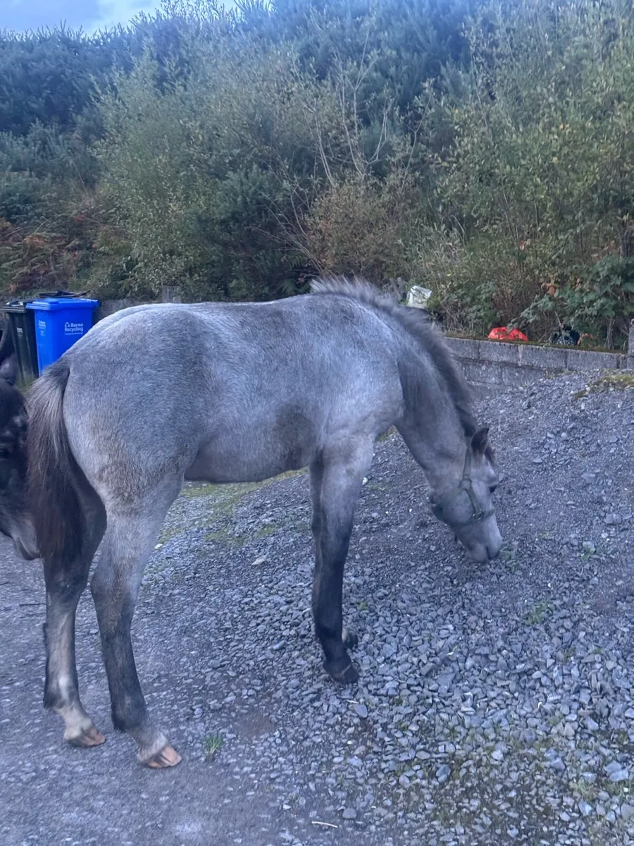 Beautiful Connemara Colt Foal - Image 4