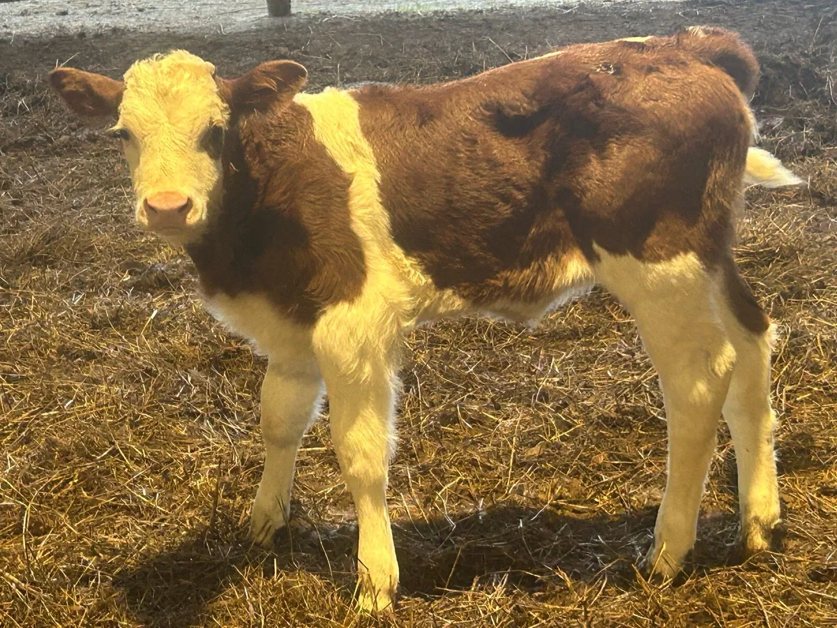 Red Simmental Heifer - Image 3