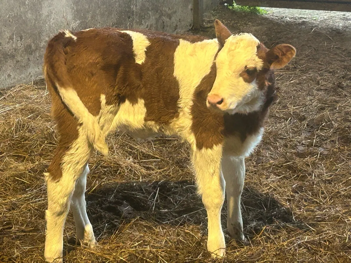 Red Simmental Heifer - Image 2