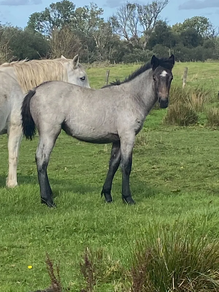 Horses - Image 2
