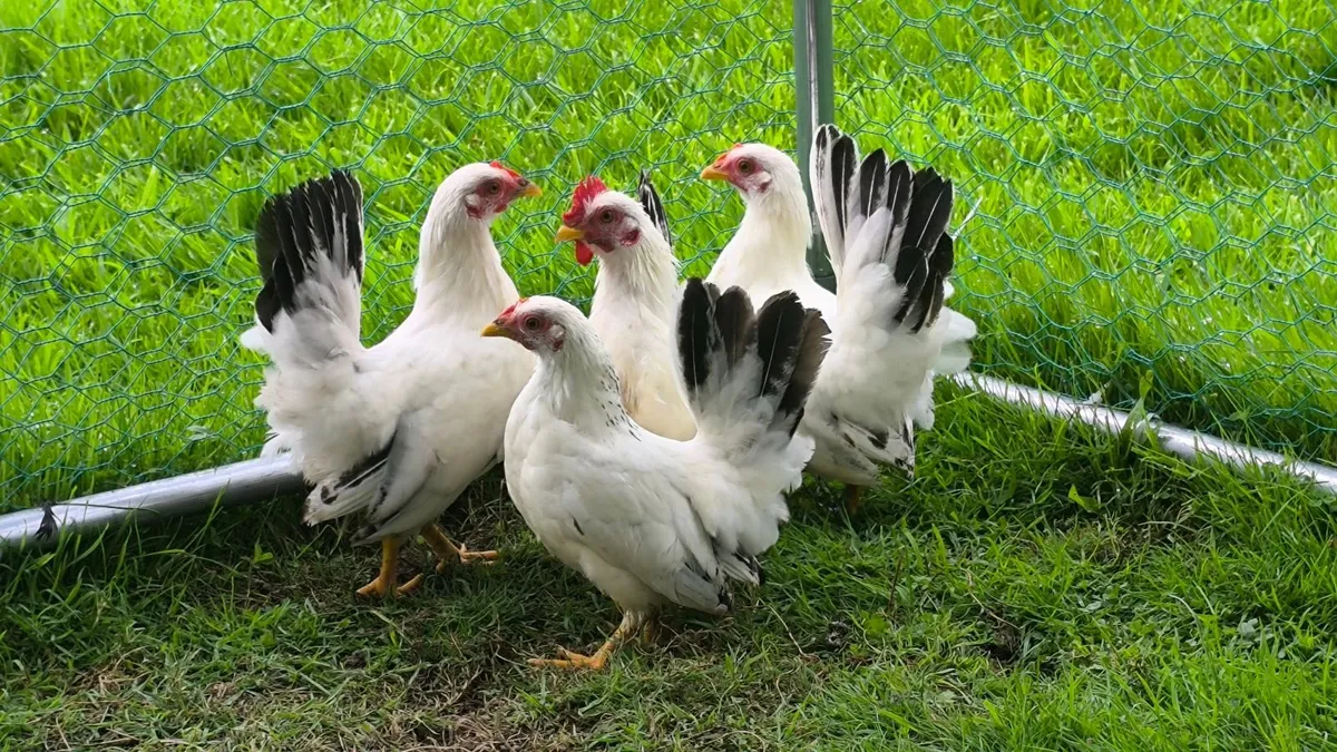 Japanese Bantam Hens, Poultry - Image 1