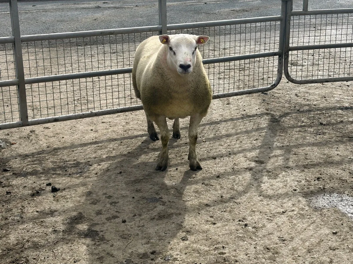 Texel Hogget ram for sale - Image 1