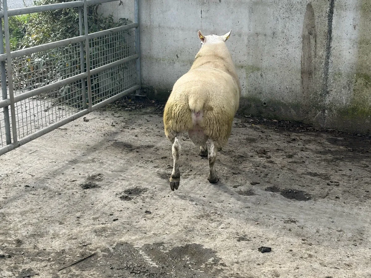 Texel Hogget ram for sale - Image 2