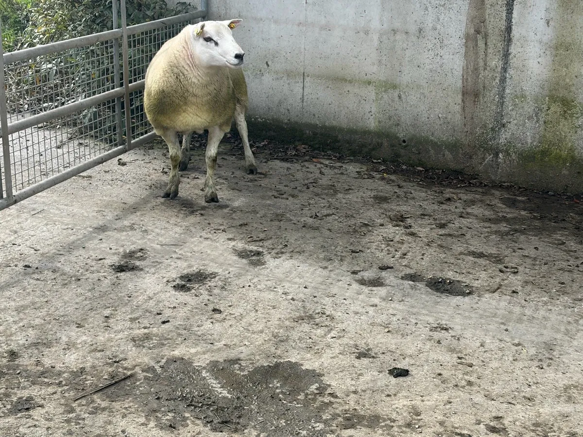Texel Hogget ram for sale - Image 3