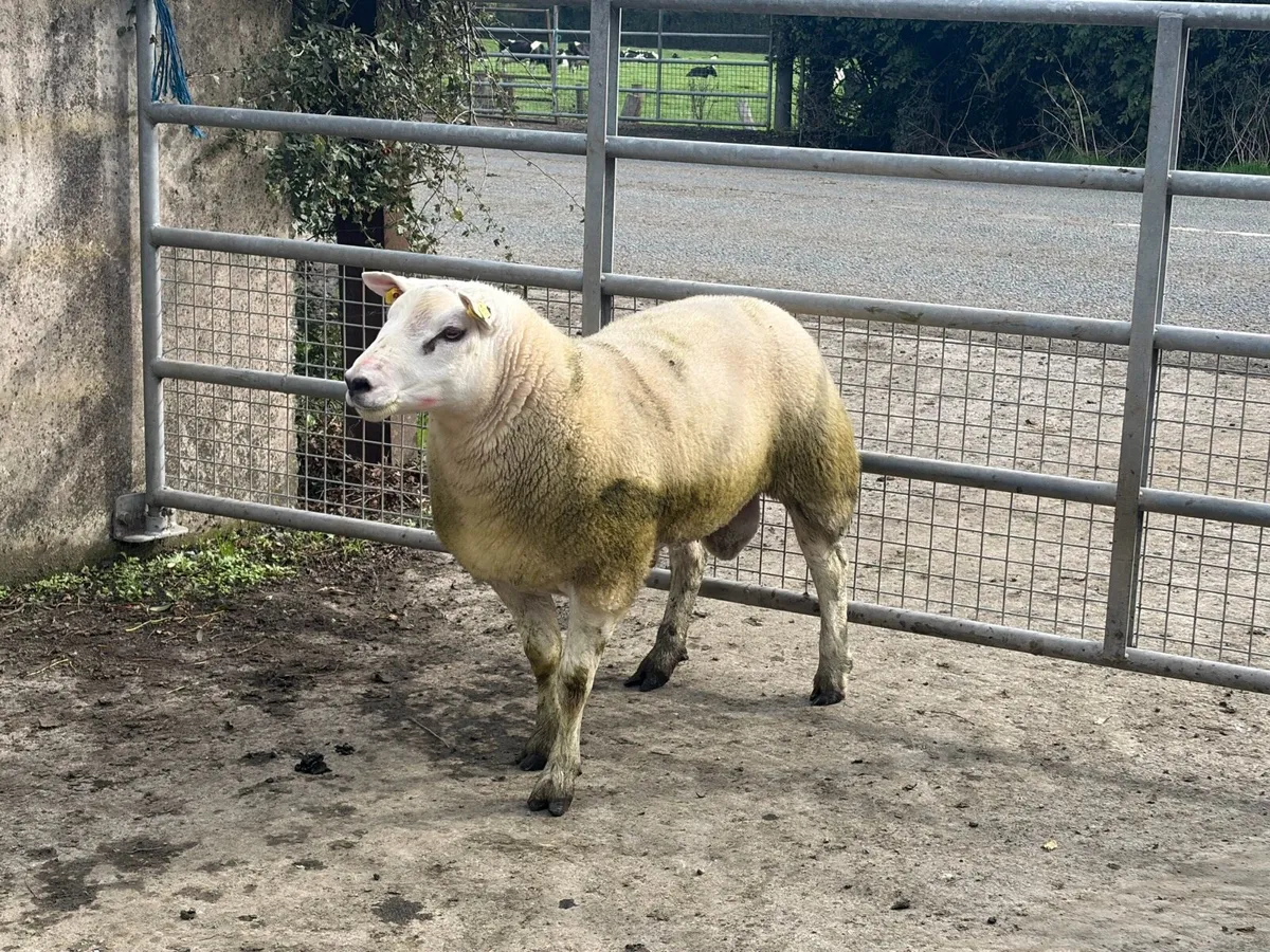 Texel Hogget ram for sale - Image 4