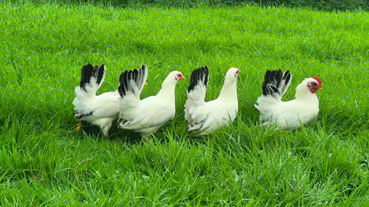 Japanese Bantam Hens, Poultry - Image 2