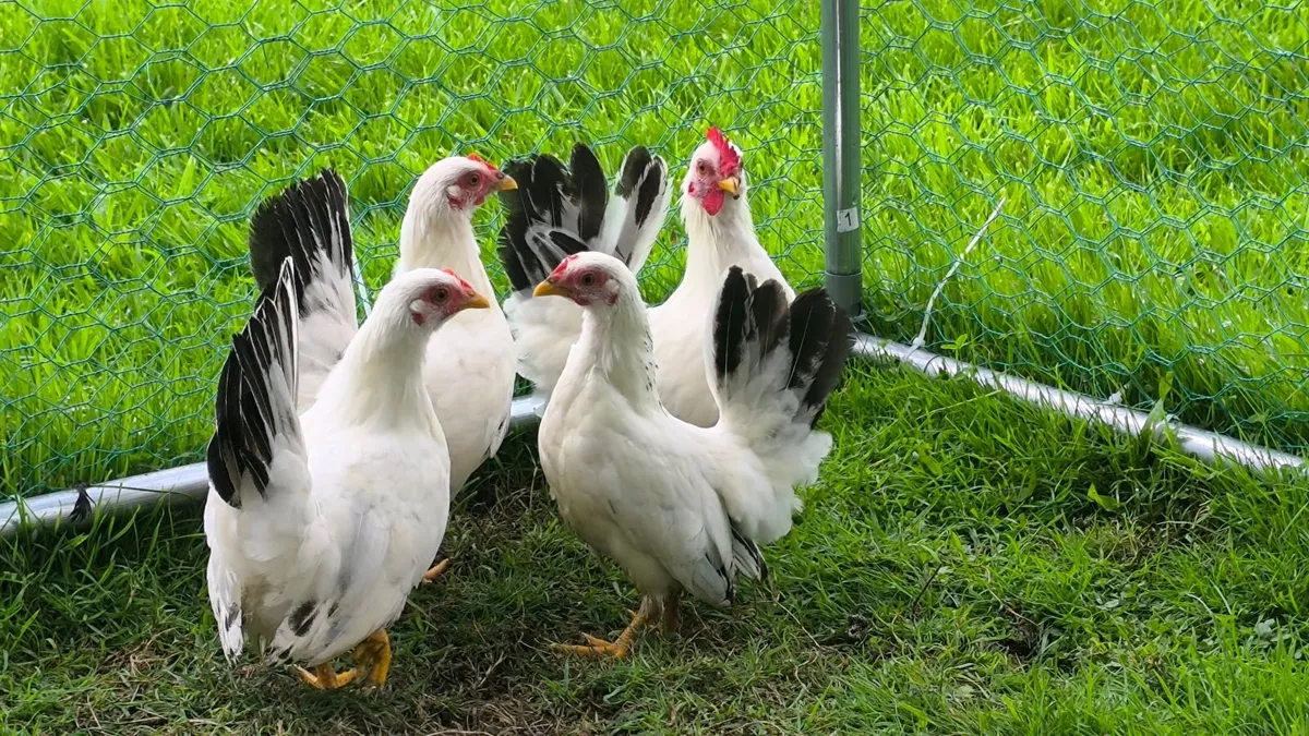 Japanese Bantam Hens, Poultry - Image 4