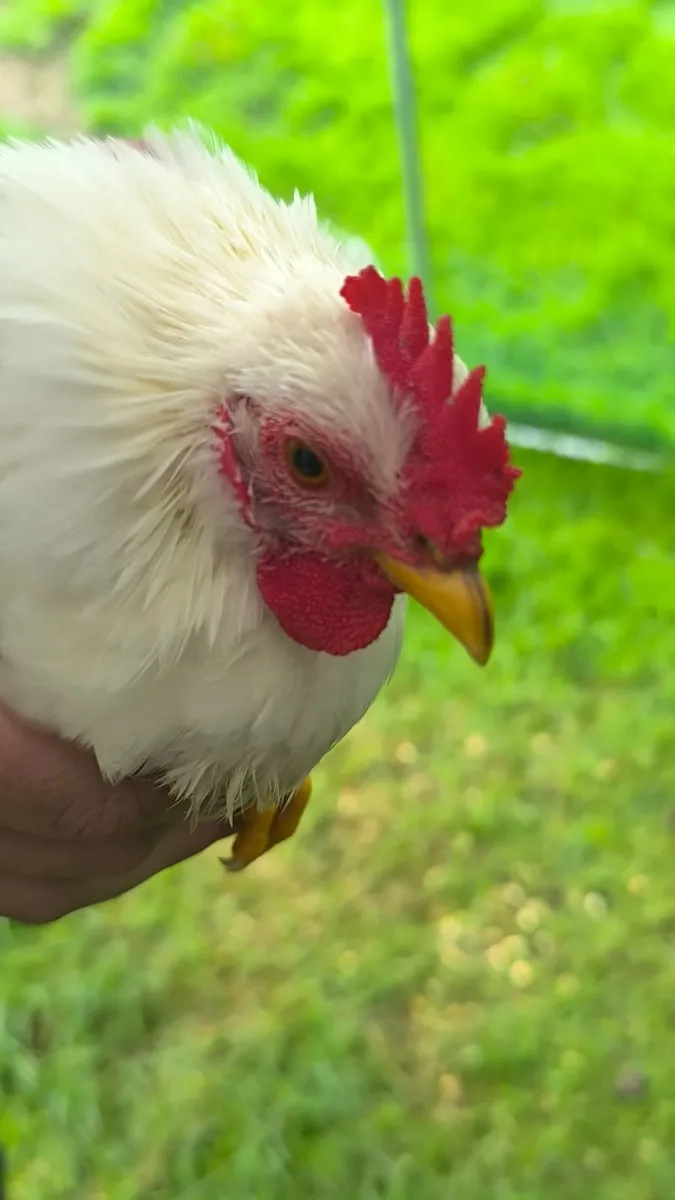 Japanese Bantam Hens, Poultry - Image 3