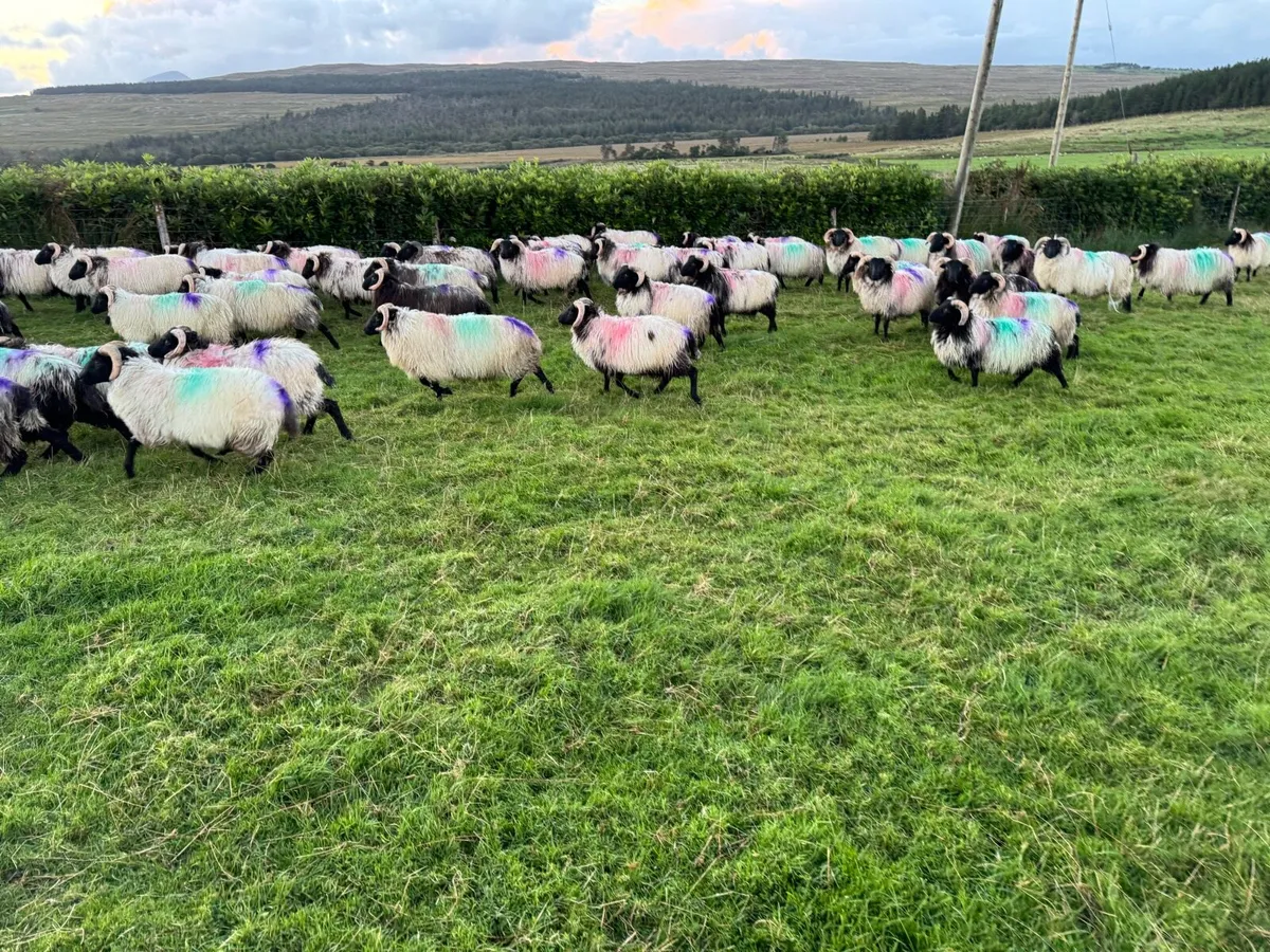 Store lamb’s - Image 2