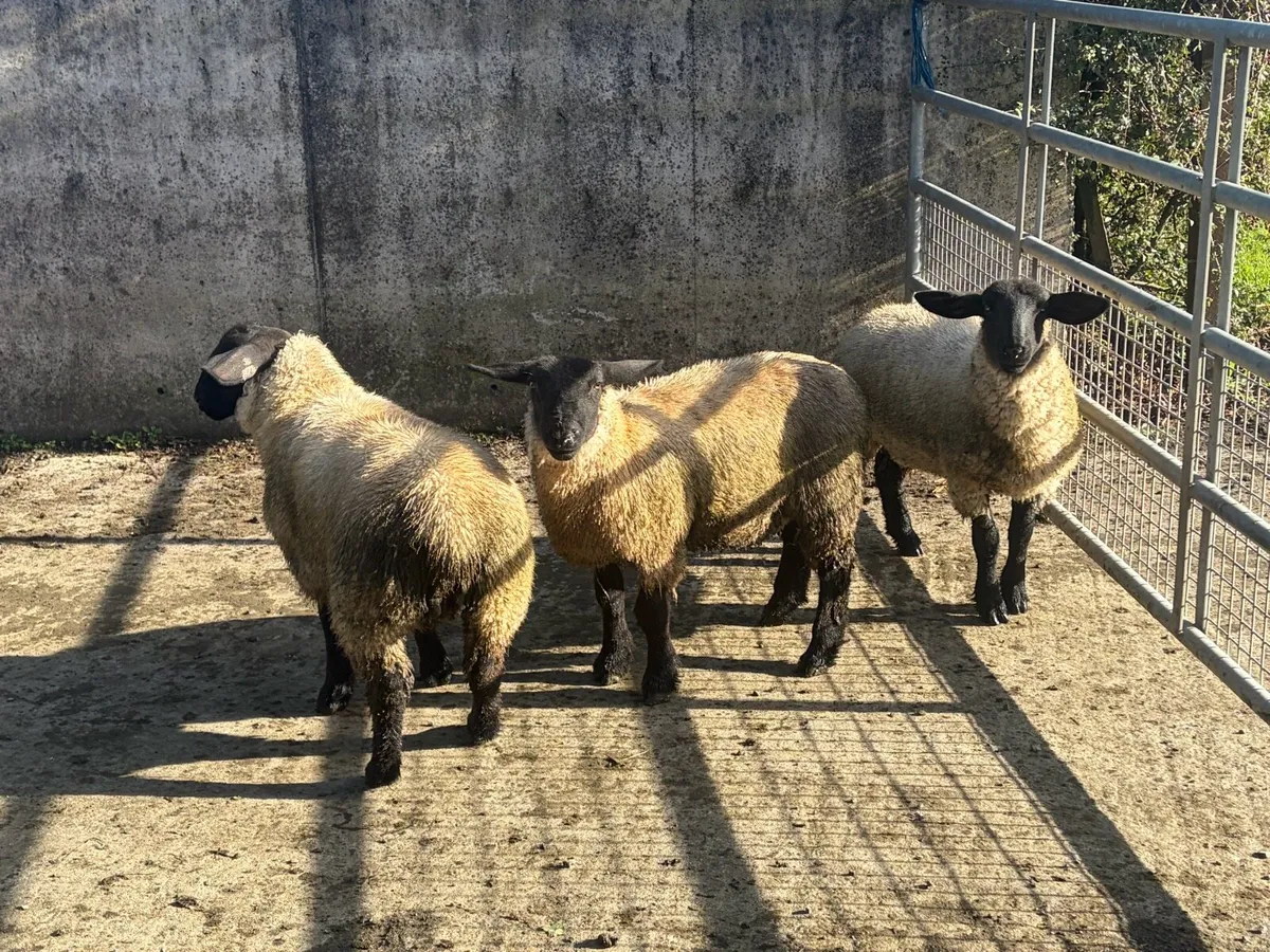 3 Suffolk ewelambs - Image 2