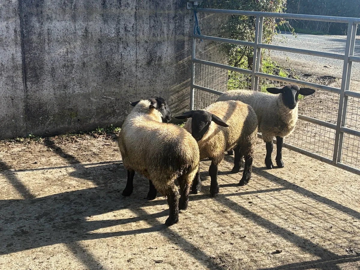 3 Suffolk ewelambs - Image 4