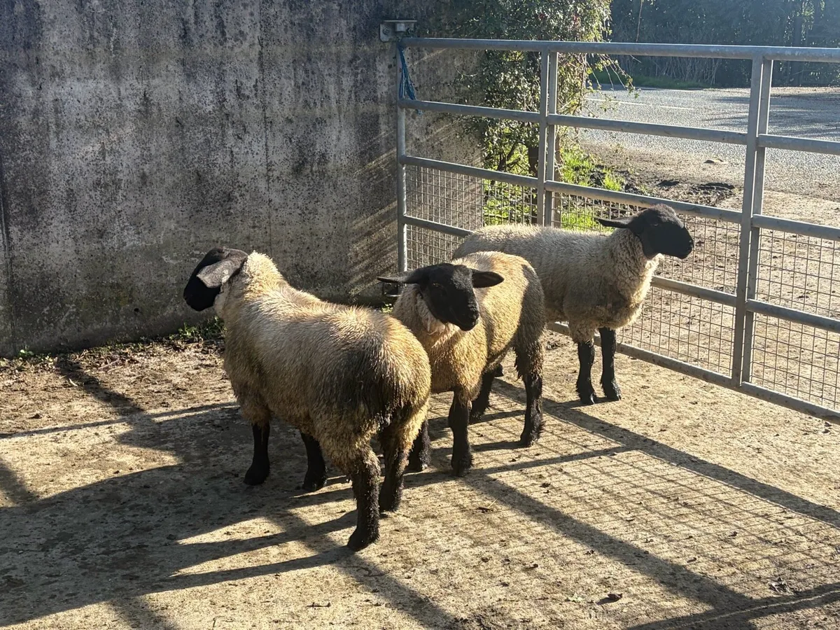 3 Suffolk ewelambs - Image 1