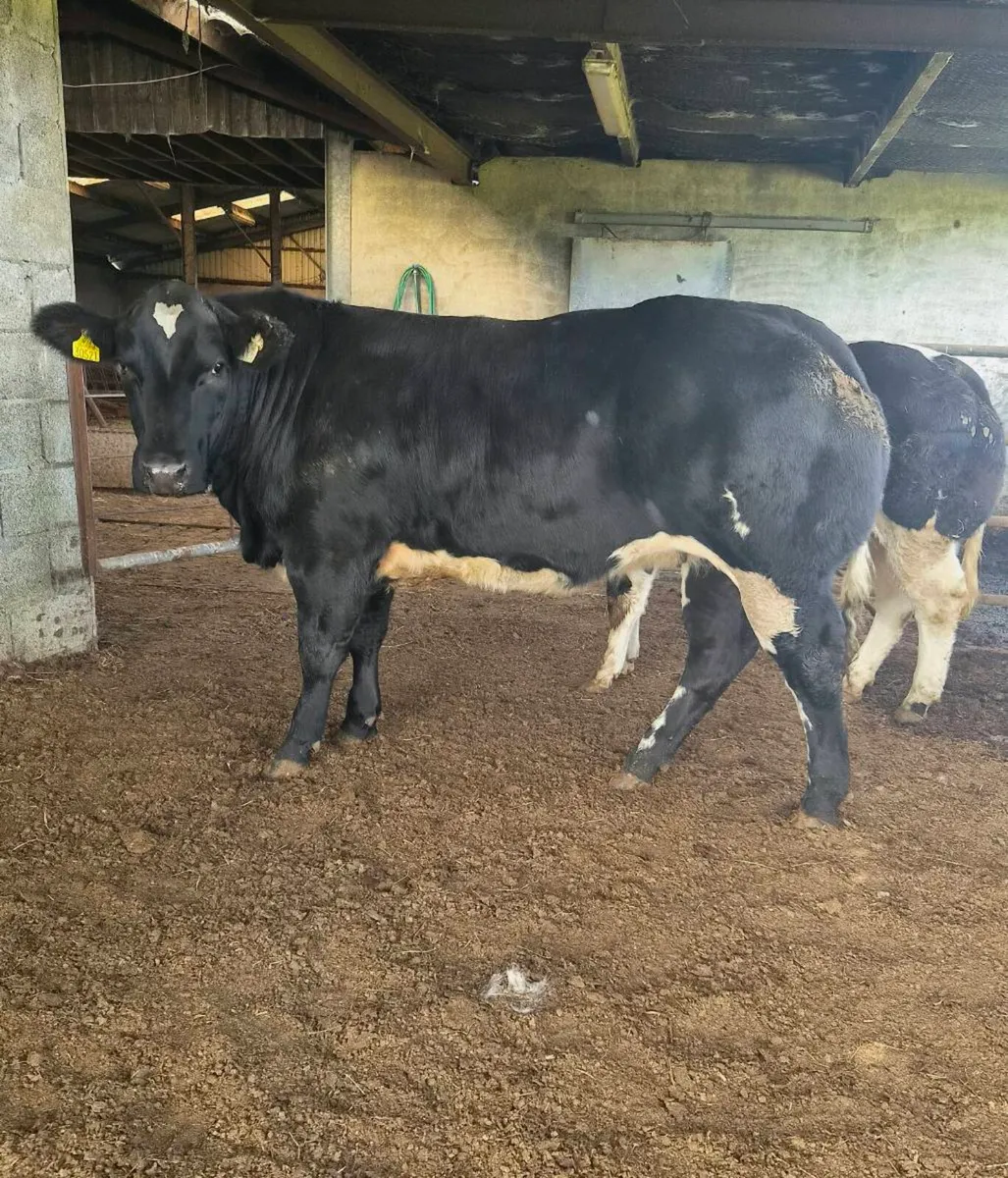 Heifer weanling - Image 1