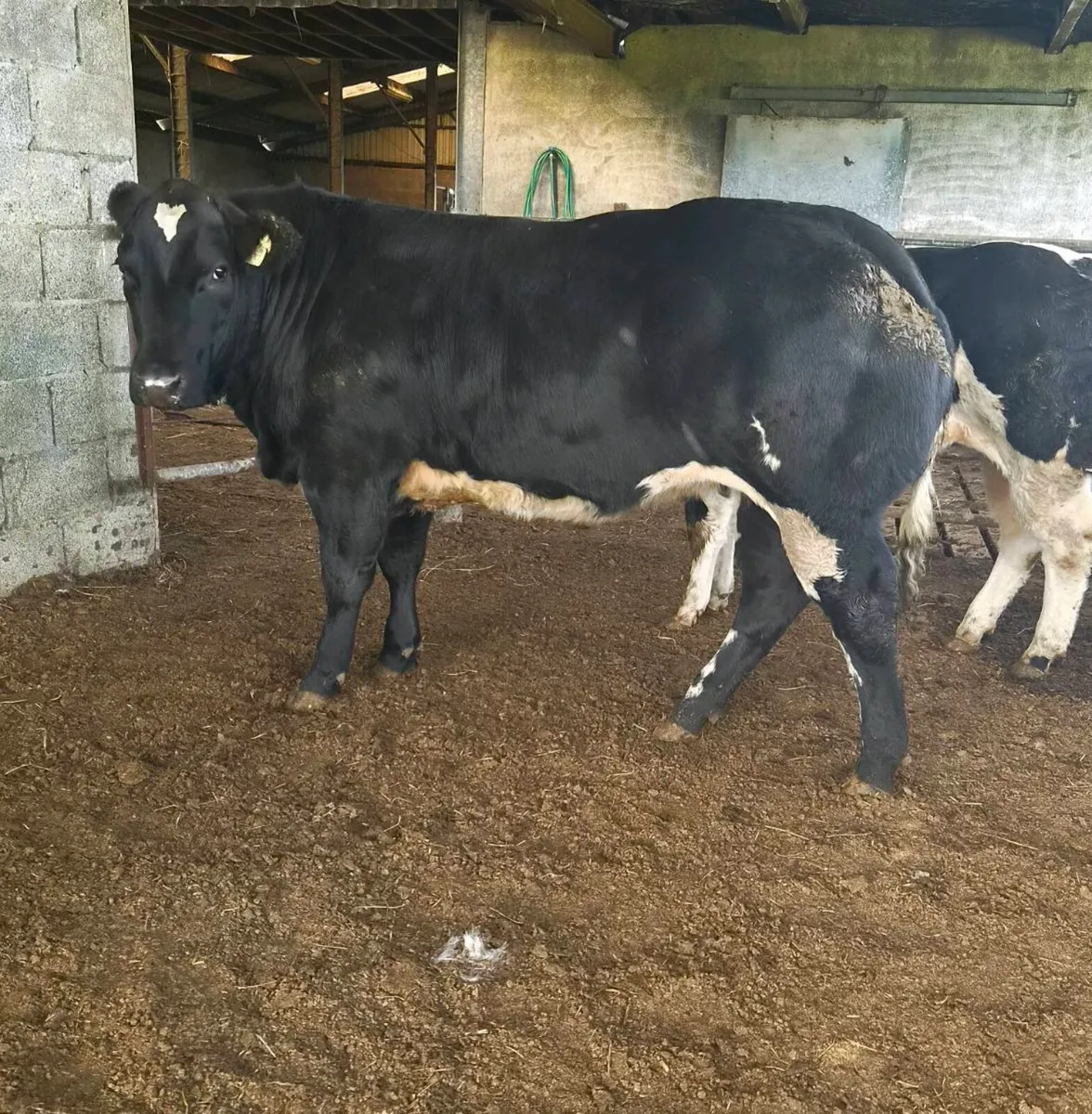 Heifer weanling - Image 3