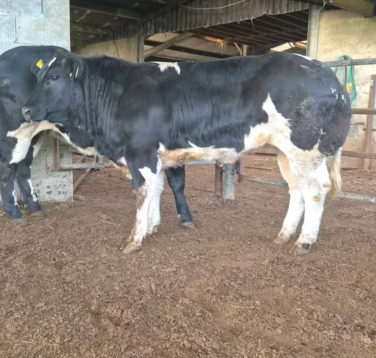 Heifer weanling - Image 4